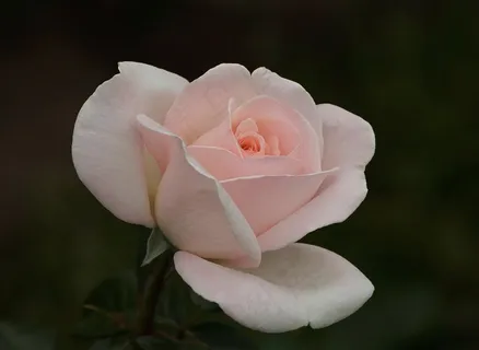 玫瑰,粉红色,花,花瓣,花瓣,浪漫,浪漫 玫瑰,粉红色,花,花瓣,花瓣,浪漫,浪漫