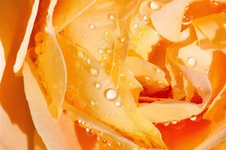 玫瑰，粉红色，黄色，鲜花，夏天，花，玫瑰