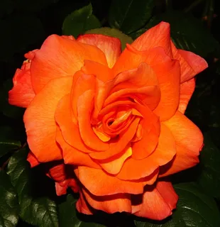 花，开花，橙色，关闭，颜色，华美