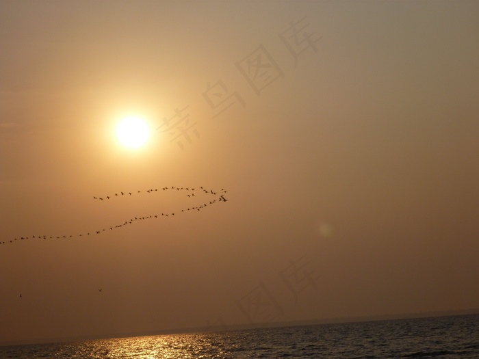鸟，飞行，编队，水，日落，大海，太阳