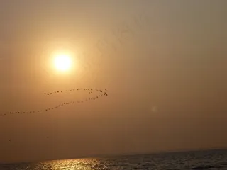 鸟，飞行，编队，水，日落，大海，太阳