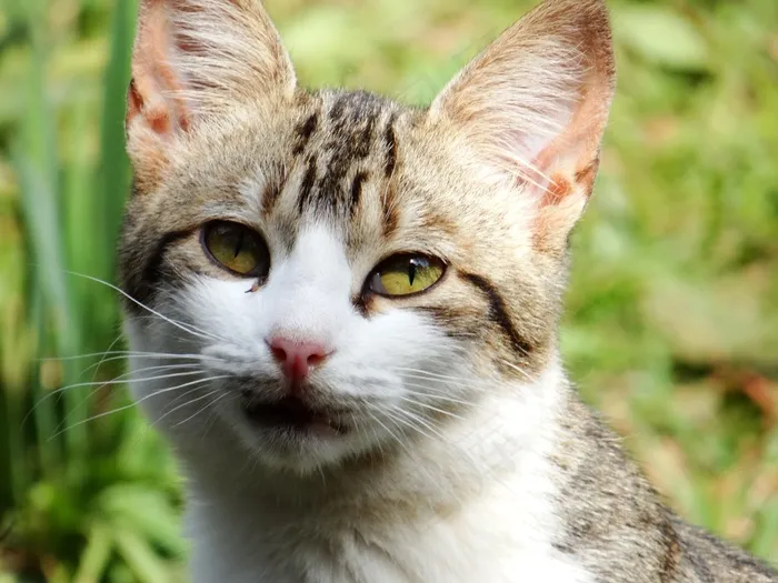 猫，猫的，动物，小猫，宠物，猫科动物已停止