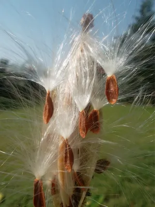 花，乳草，柔滑，白色，植物，成长