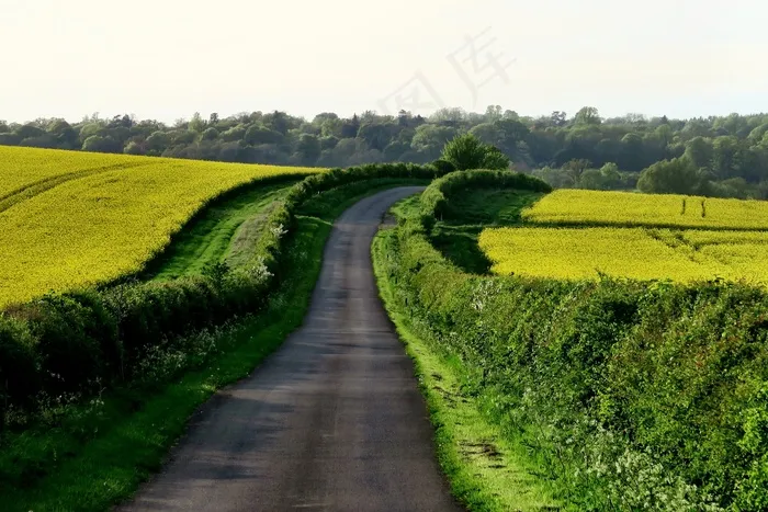 农村，道路，农村，路面，绿色，草，阳光明媚