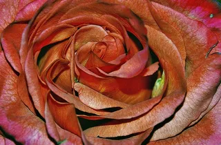 玫瑰，粉红色，家庭，玫瑰家庭，植物群，植物，招标