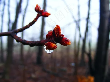 芽,特写,芽,春天,芽,新鲜,季节 芽,特写,芽,春天,芽,新鲜,季节