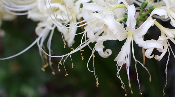 白花,束鲜花,性质,花瓣 白花,束鲜花,性质,花瓣