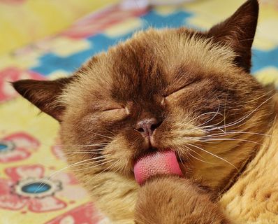 猫，英国短毛猫，猫洗，米氏，纯种