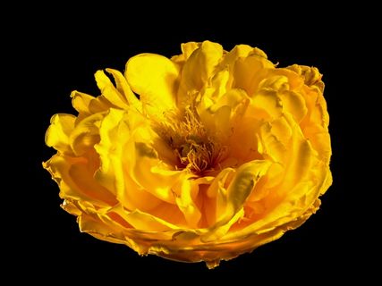 开花，花，开花，黄色