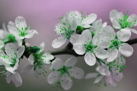 开花,花瓣,绿色,春天,性质,花,盛开 开花,花瓣,绿色,春天,性质,花,盛开