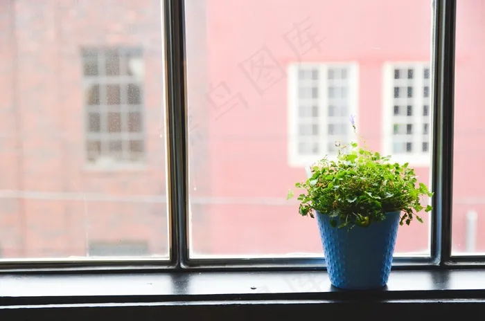 窗口，盆栽的植物，植物，室内，房子，锅，首页