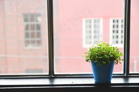 窗口，盆栽的植物，植物，室内，房子，锅，首页