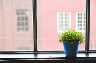 窗口，盆栽的植物，植物，室内，房子，锅，首页