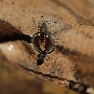 爬行动物，眼睛，蛇，火焰，玻璃容器，关闭，规模