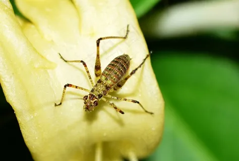 昆虫,蚱hopper,格里洛 昆虫,蚱hopper,格里洛
