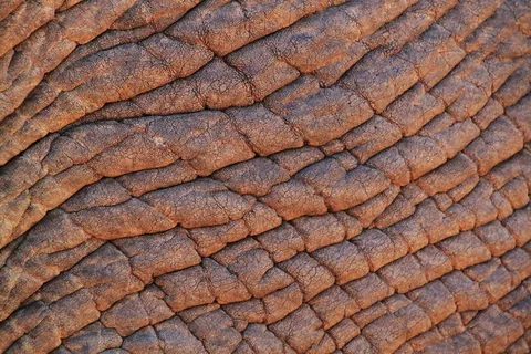 蛇皮背景,床单,沙发,山峦,被子,大象皮肤的纠正