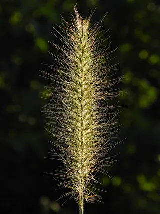 草，耳，野草，金，关闭，绿色