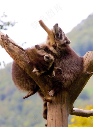 自然，动物，熊，浣熊，睡觉的地方，休息