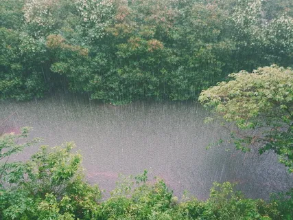 雨，雨，溪，水，树木，灌木，灌木
