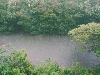 雨，雨，溪，水，树木，灌木，灌木
