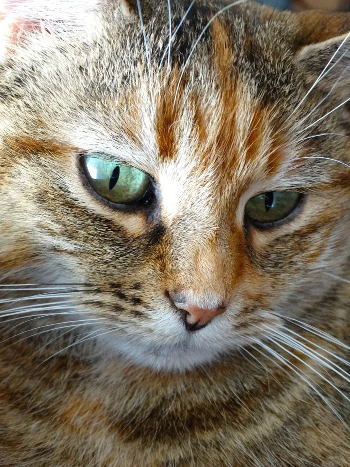 猫脸，猫，猫的眼睛，集中，动物，宠物