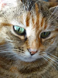 猫脸,猫,猫的眼睛,集中,动物,宠物 猫脸,猫,猫的眼睛,集中,动物,宠物