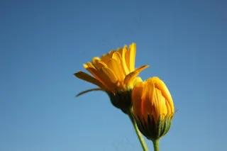 花，黄色，自然