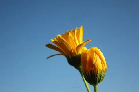 花,黄色,自然 花,黄色,自然