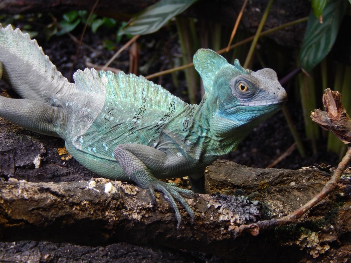 动物园，动物，颜色，蜥蜴，爬行动物