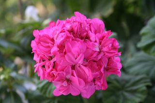 天竺葵，花，开花，粉红色