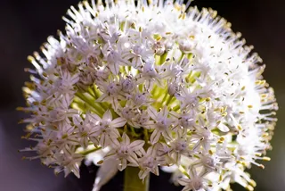 花，洋葱，自然，蔬菜