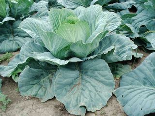 豆芽，卷心菜，植物，蔬菜