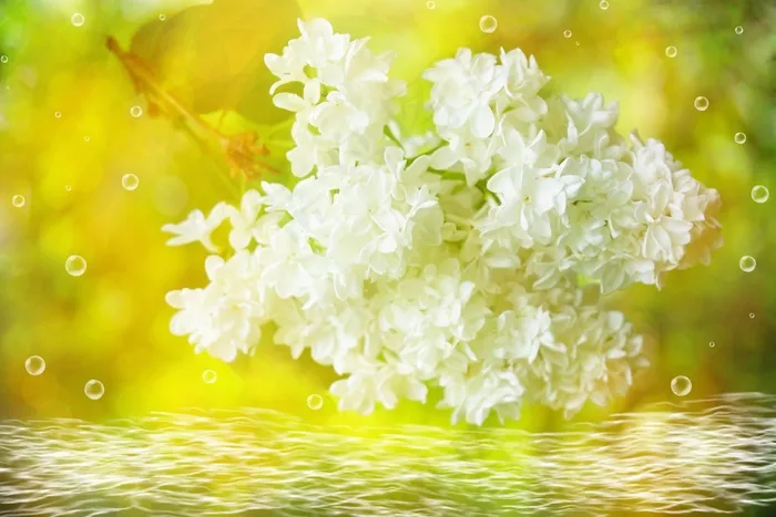 丁香，开花，白，水，肥皂泡