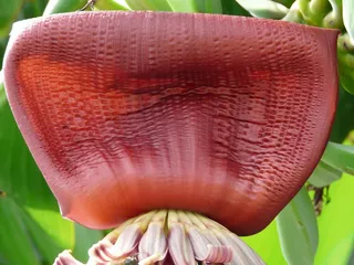 莲雾,花卉,剧院/博物馆/礼堂,西瓜,火龙果,红香蕉花的纠正