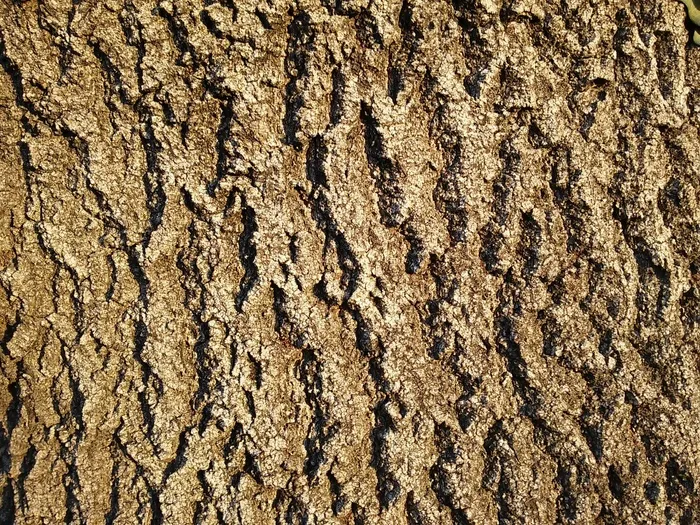 树皮，灰，岭，树皮，净树皮，灰树皮