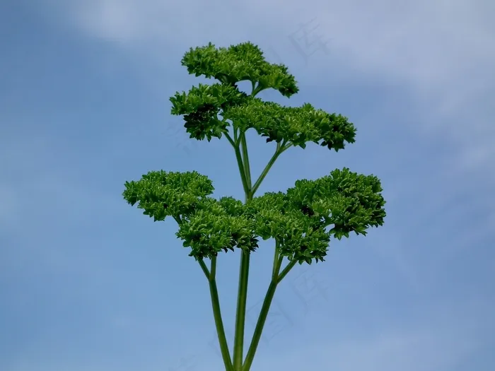 欧芹，绿色，调味料，绿党，沙拉，叶子，食品