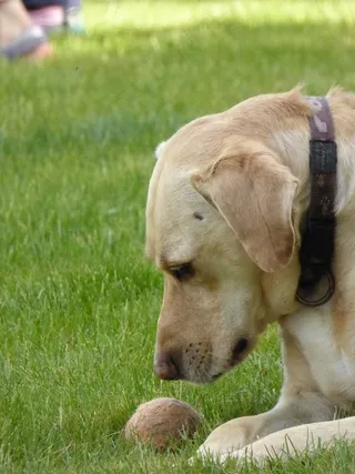 狗，动物，兴趣，球，考虑，头，鼻子