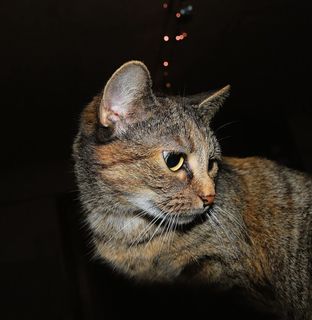 猫，女性，头，肖像，宠物，优雅，毛皮，动物