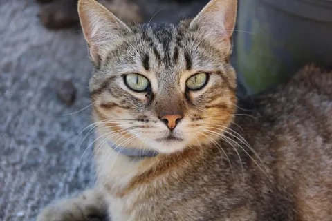 猫,动物,猫头 猫,动物,猫头