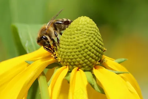 蜜蜂,高帽,花,动物,关闭,鲜花 蜜蜂,高帽,花,动物,关闭,鲜花