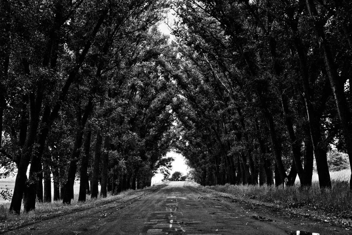 树,长城,行道树,轿车,街道,黑色和白色的街道树木大道