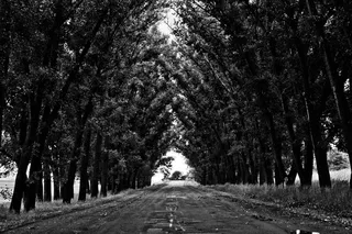 树,长城,行道树,轿车,街道,黑色和白色的街道树木大道