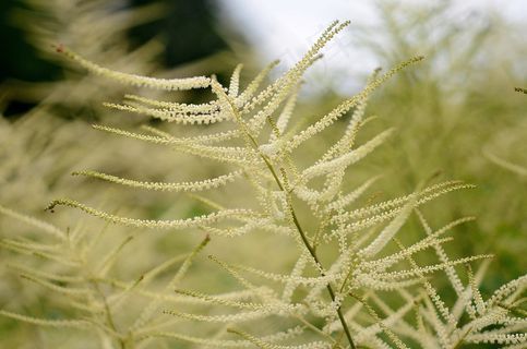 自然，花，宏，叶，背景，植物