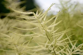 自然，花，宏，叶，背景，植物