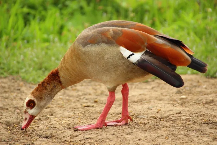 鹅，Nilgans，水禽，多彩，全身羽毛
