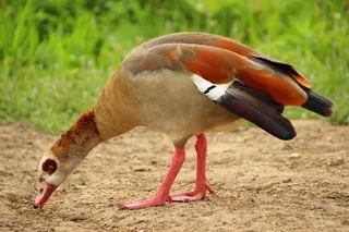 鹅，Nilgans，水禽，多彩，全身羽毛