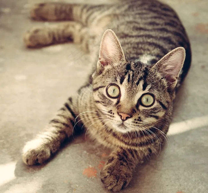 猫，动物，可爱，宠物，猫的，基蒂