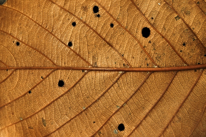 叶子，秋季，叶子，布朗，植物，性质