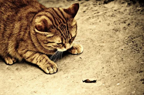 猫，宿醉，棕褐色，可爱，鲭鱼，虎，甜