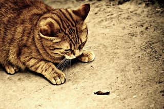 猫，宿醉，棕褐色，可爱，鲭鱼，虎，甜